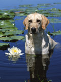 Labrador Retriever Dog in Lake, Illinois, USA