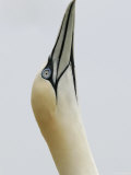 Northern Gannet, in Display Posture, Bass Rock, Scotland, UK