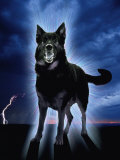 Ghostly Alsation Barking