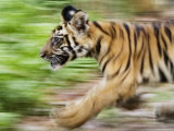 Tiger Cub Running, Four-Month-Old, Bandhavgarh National Park, India