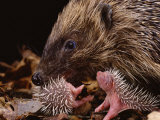 Buy Hedgehog Carrying Newborn to New Nest (Erinaceus Europaeus), UK at AllPosters.com