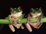 Buy Maroon Eyed Leaf Frogs, Esmeraldas, Ecuador at AllPosters.com