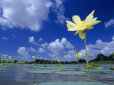 American Lotus, in Flower, Welder Wildlife Refuge, Rockport, Texas, USA