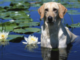 Labrador Retriever Dog in Lake, Illinois, USA