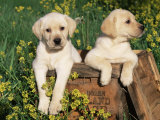 Two Labrador Retriever Puppies, USA
