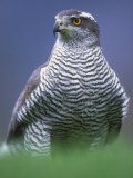 Northern Goshawk, Male Close-Up, Scotland