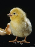 Light Sussex Hen Chick