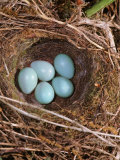 Hedge Sparrow / Dunnock, Nest with Five Eggs, UK