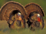 Wild Turkey Males Displaying, Texas, USA