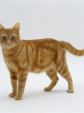 Domestic Cat, Ginger Tabby Female