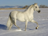 Grey Andalusian Stallion Trotting Through Snow, Colorado, USA