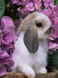 Young Lop Eared Domestic Rabbit, USA