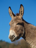 Buy Domestic Donkey Head Portrait, Europe at AllPosters.com