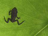 Common Frog Juvenile, Viewed Through Leaf, Belgium