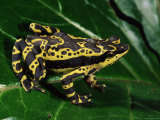 Harlequin Frog, Amazonia, Ecuador