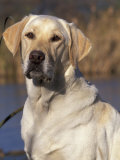 Golden Labrador Retriever Dog Portrait