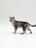 Domestic Cat, 12-Week Silver Tabby Male Kitten