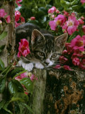 Domestic Cat, Tabby Kitten Among American Pillar Roses