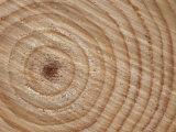 Growth Rings in Trunk of Spruce Tree, Norway