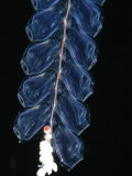 Buy Deep Sea Siphonophore, Hydrozoan Cnidarian, 2503 Ft, Gulf of Maine at AllPosters.com
