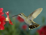 Broad Billed Hummingbird, Female Feeding on Petunia Flower, Arizona, USA