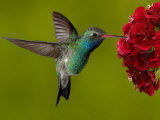 Broad-Billed Hummingbird, Male Feeding on Garden Flowers, USA
