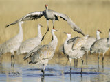 Sandhill Cranes Displaying, Bosque Del Apache National Park, NM, USA