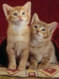 Domestic Cat, Portrait of Ginger and Spotted-Tabby Kittens Under Red Velours Curtain
