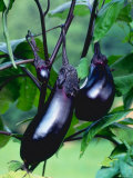 Buy Eggplants / Aubergines (Solanum Melongena) at AllPosters.com