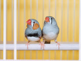 Spotted Sided Zebra Finches, Pair in Cage (Poephila / Taeniopygia Guttata)