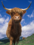 Highland Cattle Bull Portrait, Scotland, UK