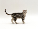 Domestic Cat, 6-Month Silver Tabby Male Kitten