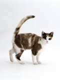 Domestic Cat, Chocolate-Tortoiseshell, Friendly Tail-Up Greeting