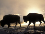 Buy Two Bison Silhouetted Against Rising Sun, Yellowstone National Park, Wyoming, USA at AllPosters.com