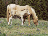 Buy Wild Horse and Foal, Mustang, Pryor Mts, Montana, USA at AllPosters.com