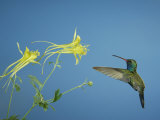 Broad Billed Hummingbird, Male Feeding on Longspur Columbine Flower, Arizona, USA