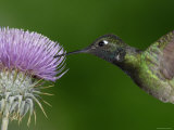 Magnificent Hummingbird, Adult Feeding on Garden Flowers, USA