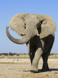 African Elephant, Walking, Namibia