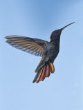 Jamaican Mango, in Flight, Rocklands, Montego Bay, Jamaica