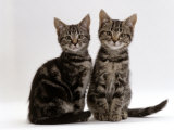 Domestic Cat, Two 8-Week Tabby Kittens, Male and Female