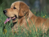 Golden Retriever Lieing in Grass, Us