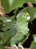 Mealy Amazon Parrot