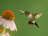 Ruby Throated Hummingbird,Male Feeding on Purple Coneflower, New Braunfels, Texas, USA