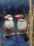 Java Sparrows, Cream (Padda Oryzivora)