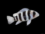 Humphead Cichlid {Cyphotilapia Frontosa)