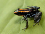 Poison Arrow Frog, Yasuni National Park, Ecuador