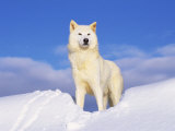 Buy Arctic Grey Wolf in Snow, Idaho, USA at AllPosters.com
