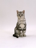 Domestic Cat, Silver Tabby Male Kitten