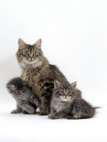 Domestic Cat, Fluffy Tabby with Two Kittens