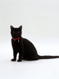 Domestic Cat, 4-Month Black Female Wearing Collar and Tag